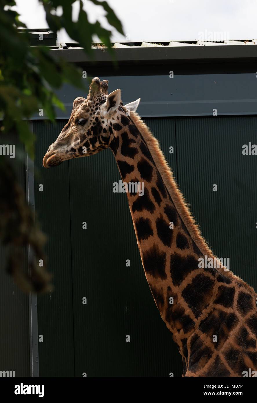 portrait vertical de girafe mâle sur fond vert. animaux de zoo en plein air. Girafe en feuilles vertes Banque D'Images