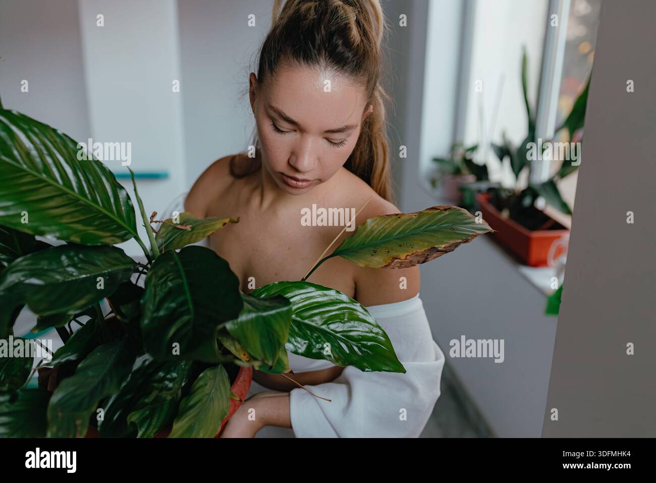 Femme de vue rapprochée inspectant la plante d'intérieur de feuilles endommagée, contrôle de santé des plantes d'intérieur avec éclairage naturel de fenêtre Banque D'Images