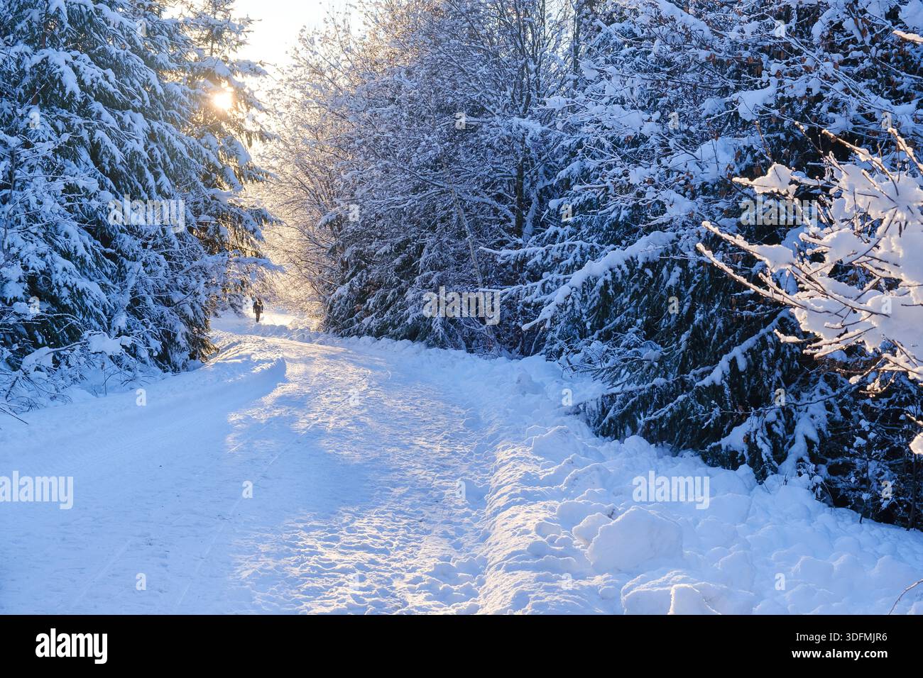 Route forestière couverte de neige et éclairée par la faible lumière du soleil hivernal. Composition symétrique, espace de copie. Banque D'Images