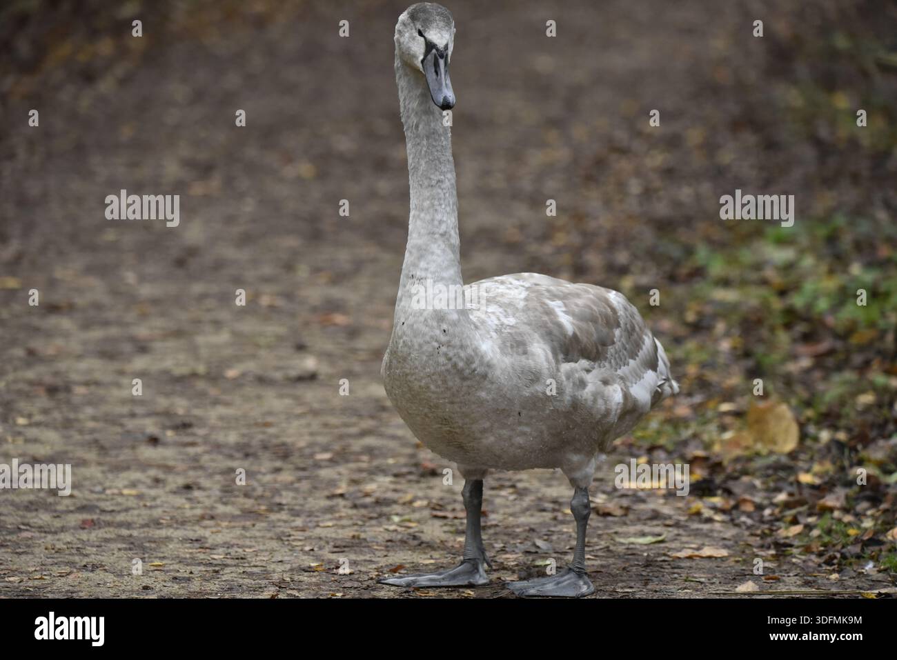 Portrait plein de cadre d'un Cygne muet juvénile (Cygnus olor) marchant depuis Right plus Front View, Head Turned to Camera, pris au Royaume-Uni en novembre Banque D'Images