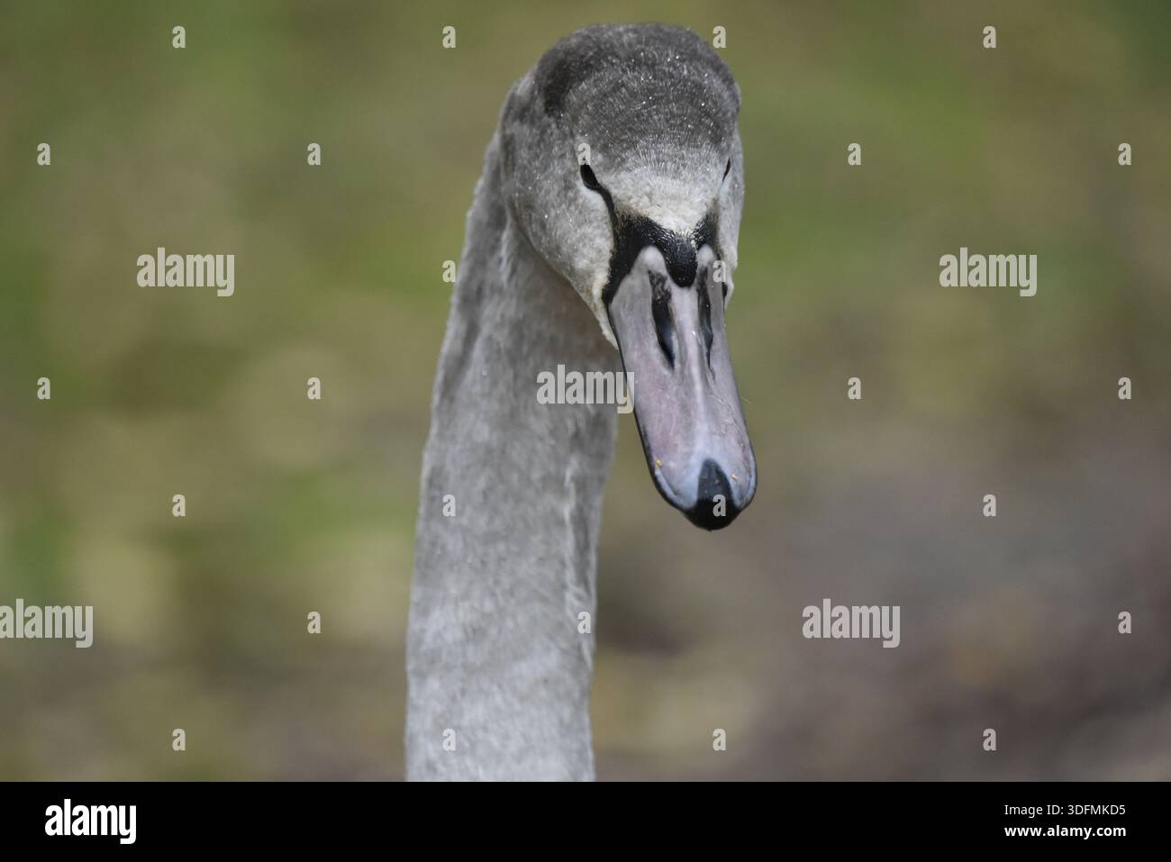 Portrait de la tête et du cou d'un Cygne muet juvénile (Cygnus olor) faisant face à la caméra, sur fond bokeh vert doux, pris au Royaume-Uni Banque D'Images