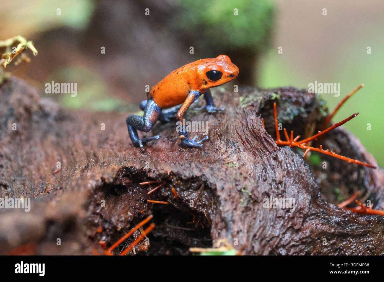 Une grenouille à fléchettes poison à la fraise ou une grenouille en jeans bleu sur un morceau de feuillage vert au Costa Rica Banque D'Images