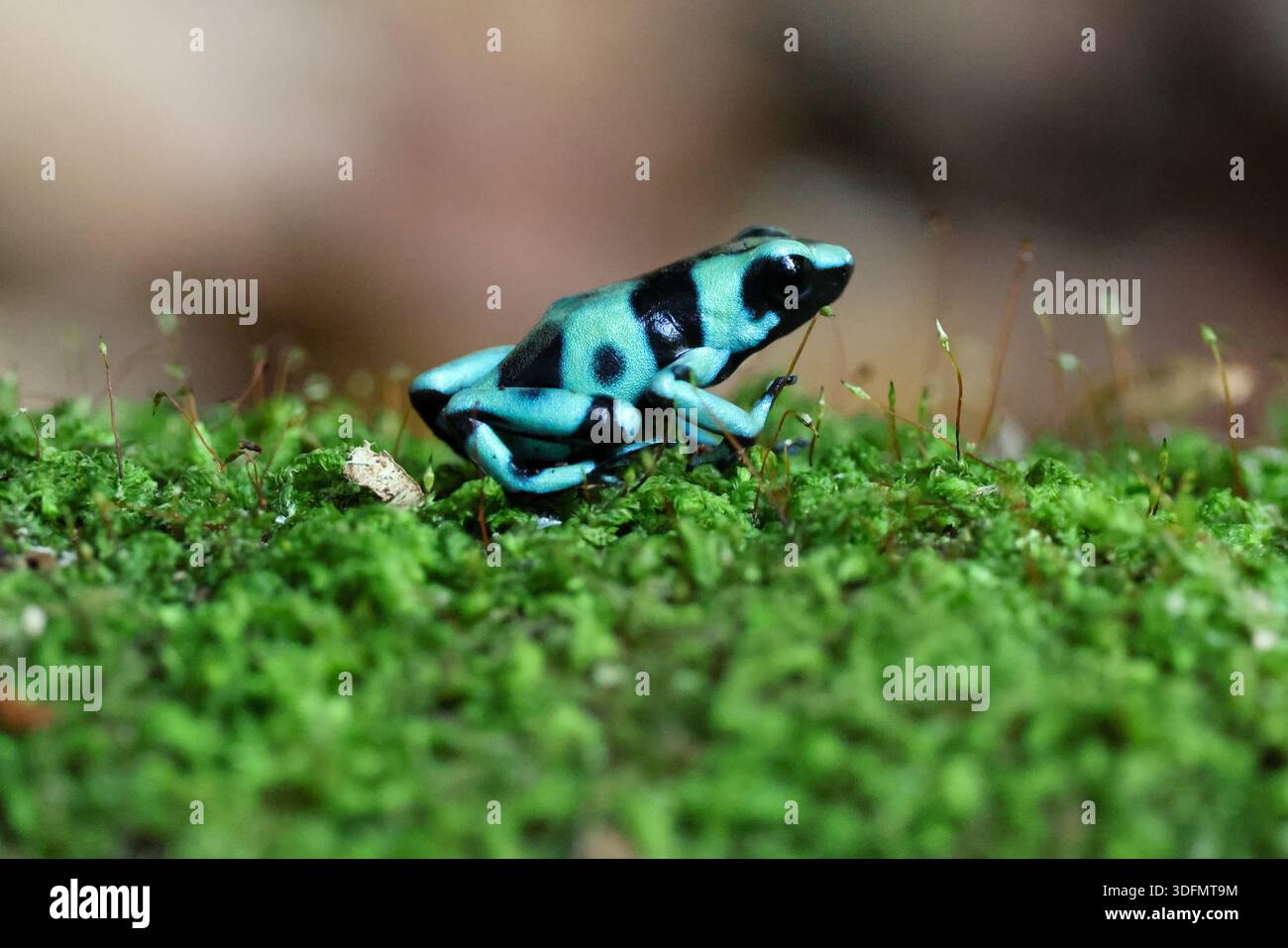 Un gros plan d'une grenouille poison verte et noire dans l'herbe au Costa Rica Banque D'Images
