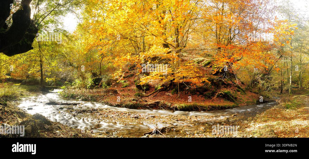 Rivière serpentant à travers une forêt d'automne dynamique. Les feuilles dorées et oranges recouvrent les arbres et le sol, reflétant la beauté saisonnière Banque D'Images