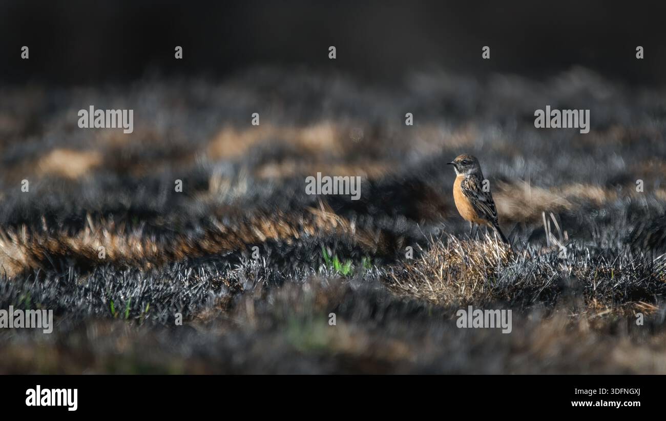 Stonechat européen femelle (Saxicola rubicola) perché sur un sol brûlé quelques semaines après un incendie de brousse à Portilla de la Reinain 2025, angle bas, 16 :9 Banque D'Images