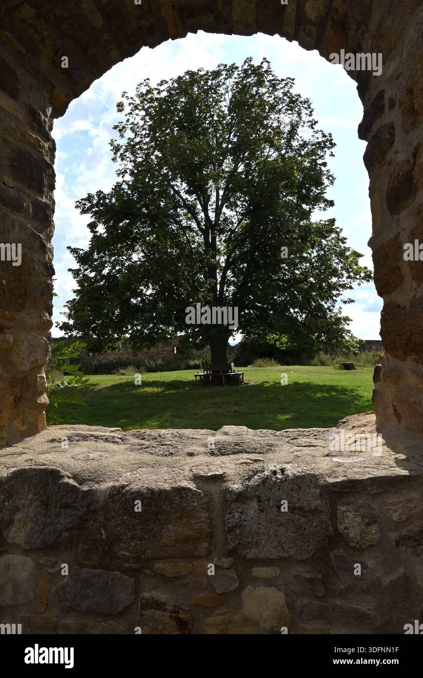 Vue panoramique à travers une fenêtre voûtée en pierre des ruines de Burg Gleichen sur un grand arbre dans la cour, Thuringe, Allemagne. Banque D'Images