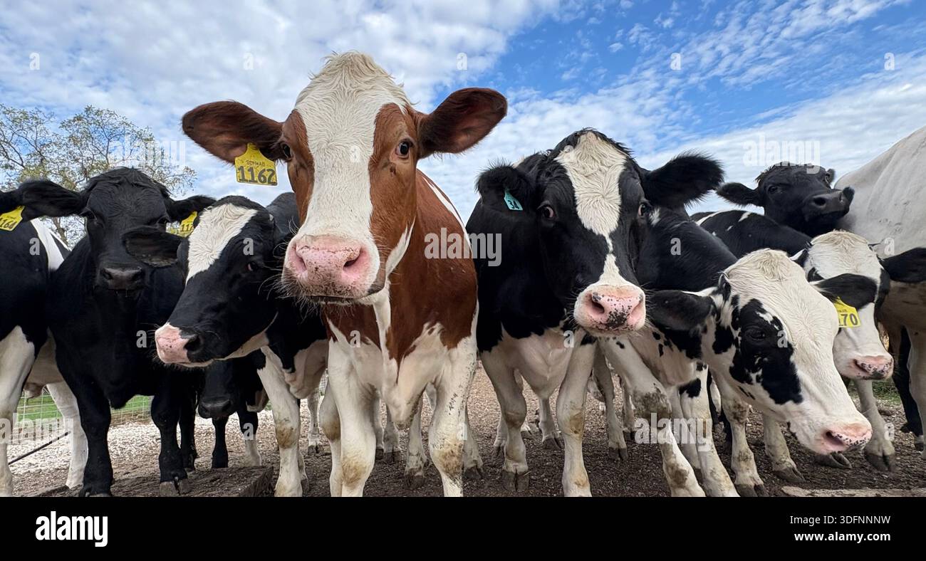 Southern Minnesota Farm Life - Image de stock capturée avec un smartphone