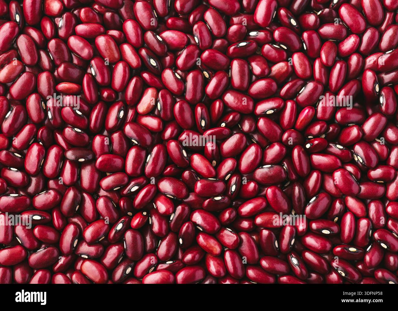 Vue de dessus des haricots rouges (Phaseolus vulgaris) avec une peau lisse et des reflets subtils. Fond naturel de légumineuses séchées. Banque D'Images