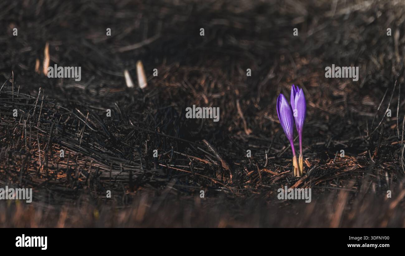 Nouvelle vie quelques semaines après un incendie de brousse à Portilla de la Reinain 2025, crocus violets, angle bas, 16 :9 Banque D'Images