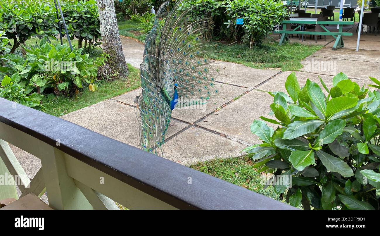 Gros plan, vue de côté, d'un paon étalant ses plumes de queue sur un trottoir dans les gardes botaniques de la vallée de Waimea à Haleiwa, Oahu, Hawaï, États-Unis - Image de stock capturée avec un smartphone