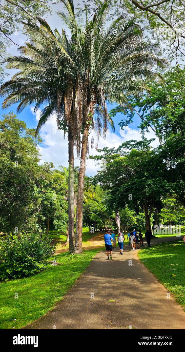 Jardins botaniques Port d'Espagne Trinidad Caraïbes petites Antilles 01.02.2026 Banque D'Images