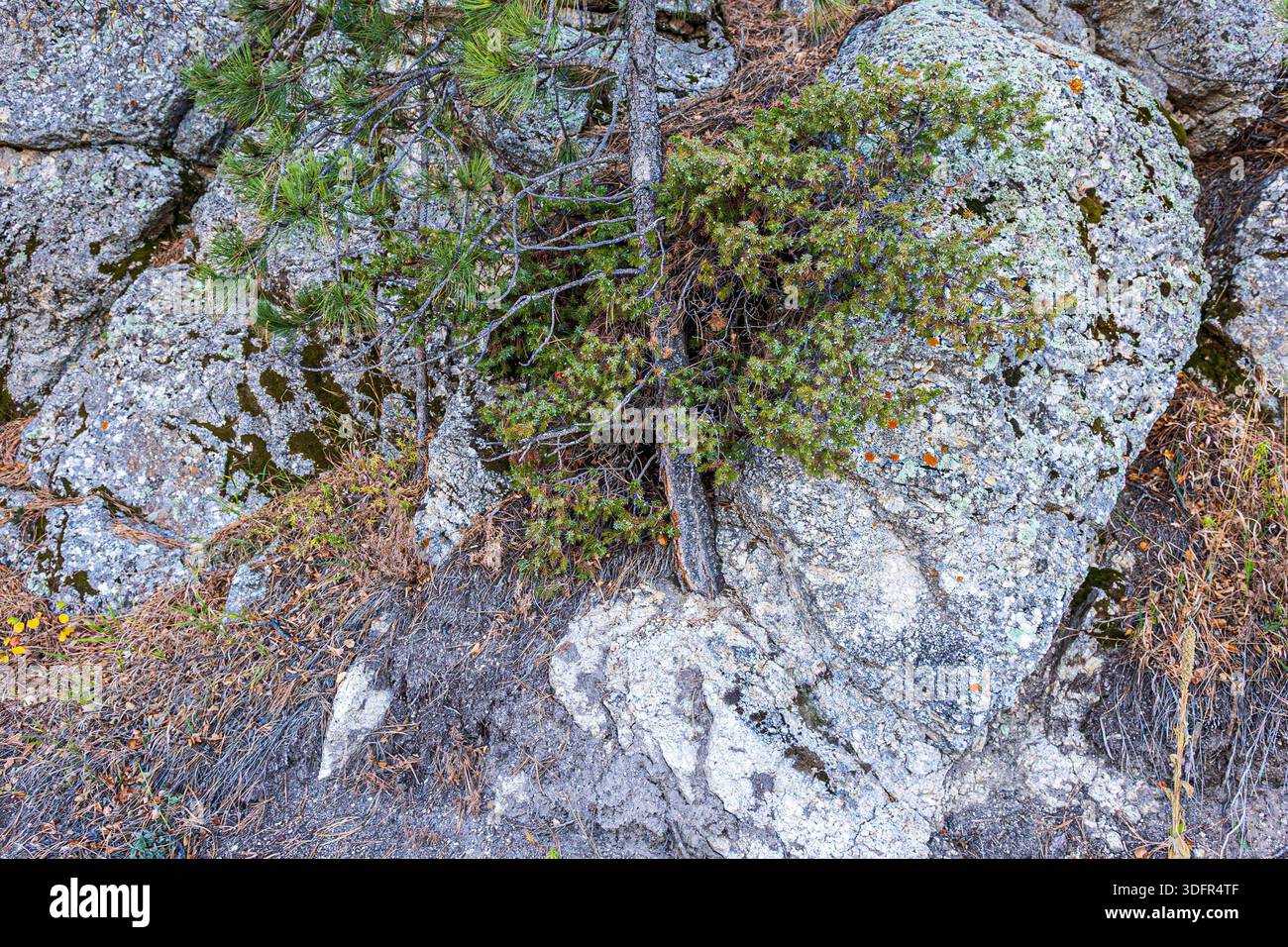 Pin poussant à partir d'une fissure dans la roche de granit près de Sylvan Lake au Custer State Park. Banque D'Images