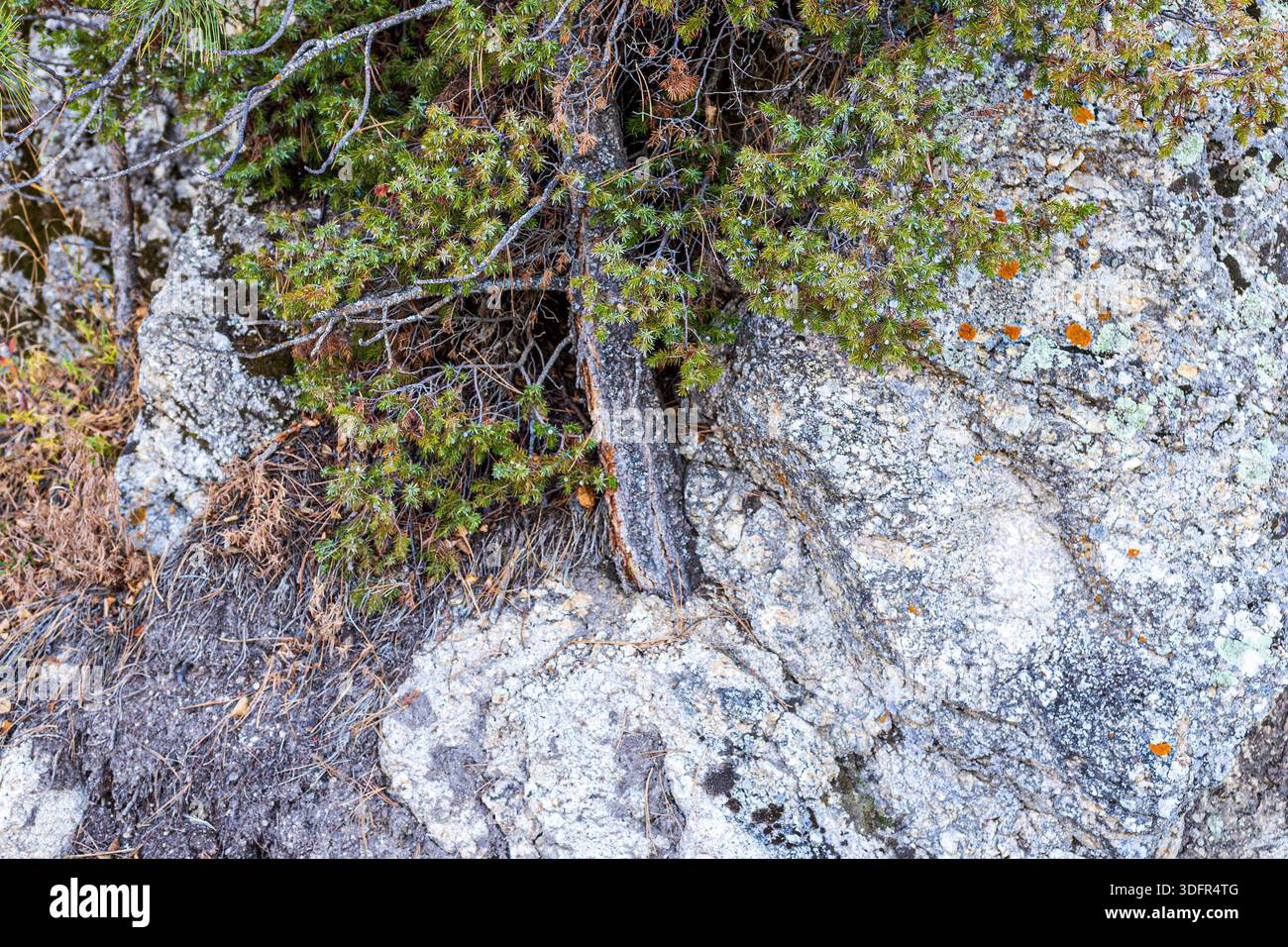 Pin poussant à partir d'une fissure dans la roche de granit près de Sylvan Lake au Custer State Park. Banque D'Images