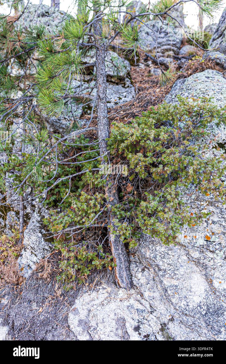 Pin poussant à partir d'une fissure dans la roche de granit près de Sylvan Lake au Custer State Park. Banque D'Images