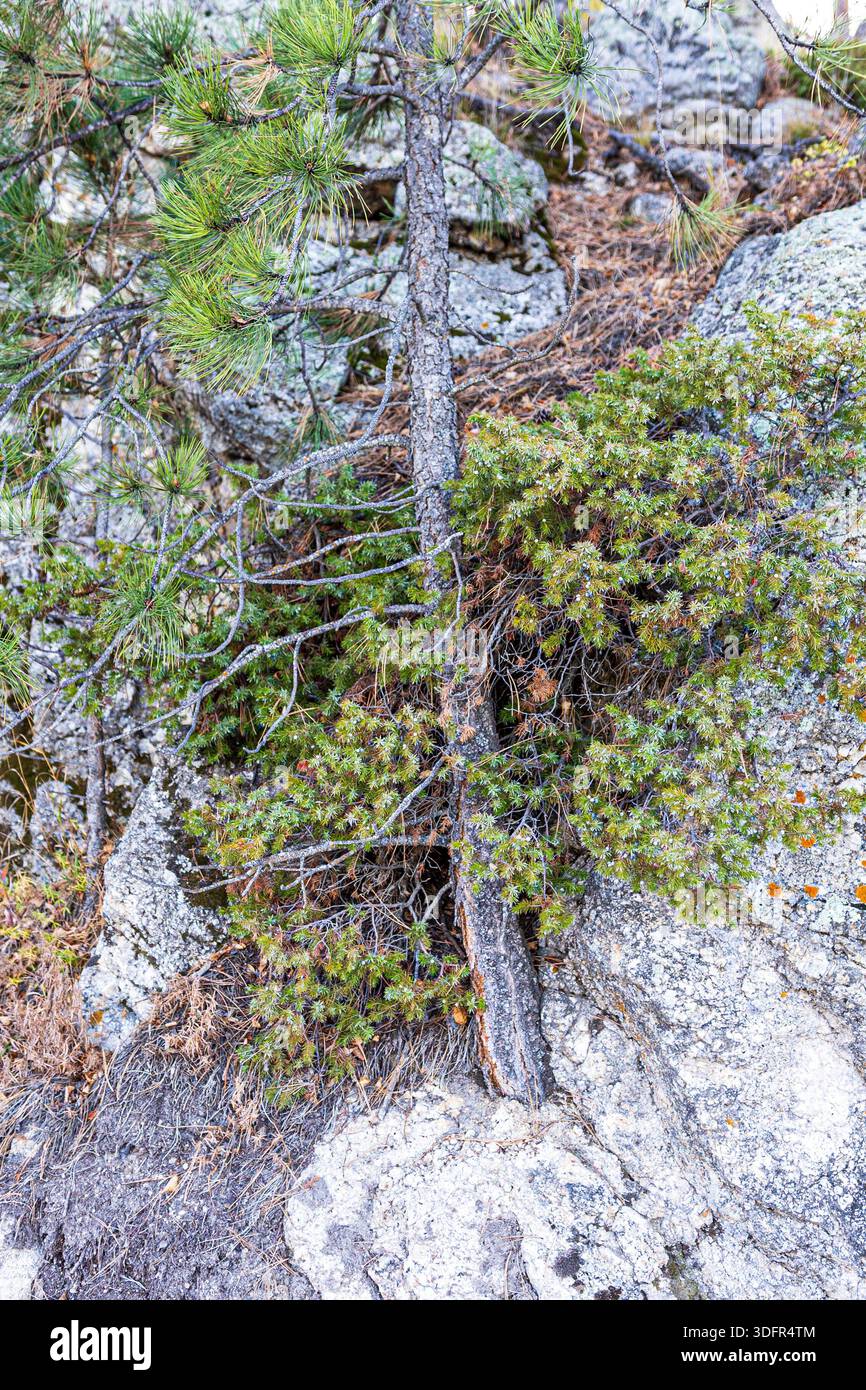 Pin poussant à partir d'une fissure dans la roche de granit près de Sylvan Lake au Custer State Park. Banque D'Images