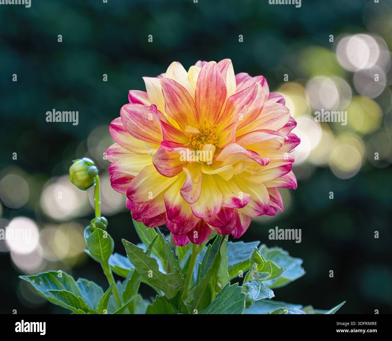 Vibrant Dahlia en fleurs Banque D'Images