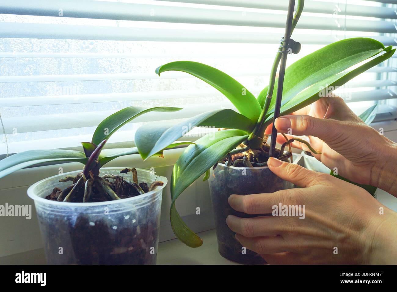 Une inspection minutieuse des racines aériennes et des tiges d'orchidée pendant l'entretien pratique. Illustre un diagnostic détaillé de la plante et une culture autonome. Banque D'Images