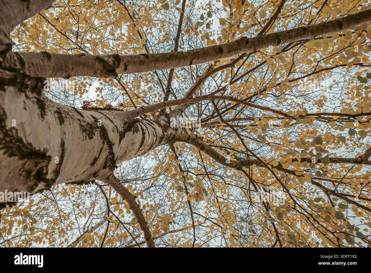 Vue en angle bas de l'arbre de bouleau avec des feuilles d'automne jaunes Banque D'Images