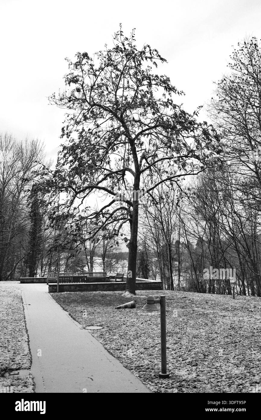 Arbre calme au milieu d'un paysage urbain, arbre solitaire serein ombragé par le temps d'hiver dans City Park Banque D'Images