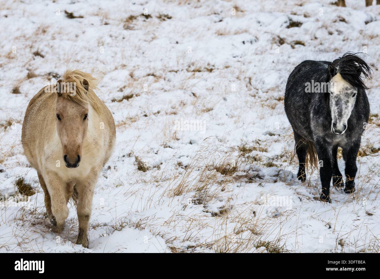 Vue de deux chevaux islandais, l'un brun clair et l'autre gris-pommier, debout en alerte au milieu d'un champ dur et poussiéreux, leurs épaisses manteaux se mélangeant avec le Banque D'Images