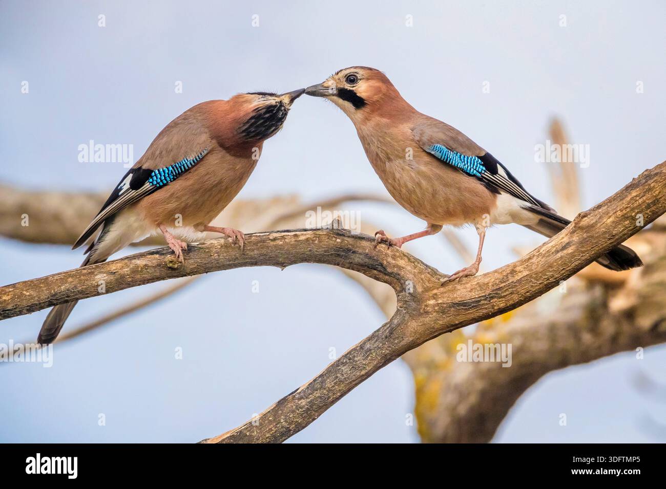 jay, jay eurasien (Garrulus glandarius), deux Jay facturant sur une branche, Maroc Banque D'Images