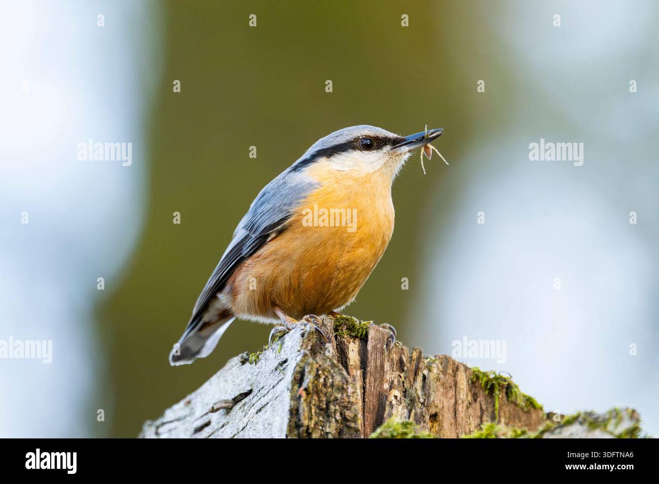 Noix, écoutille en bois, écoutille eurasienne (Sitta europaea), perchée sur du bois avec un insecte capturé dans le bec, Allemagne, Bavière Banque D'Images