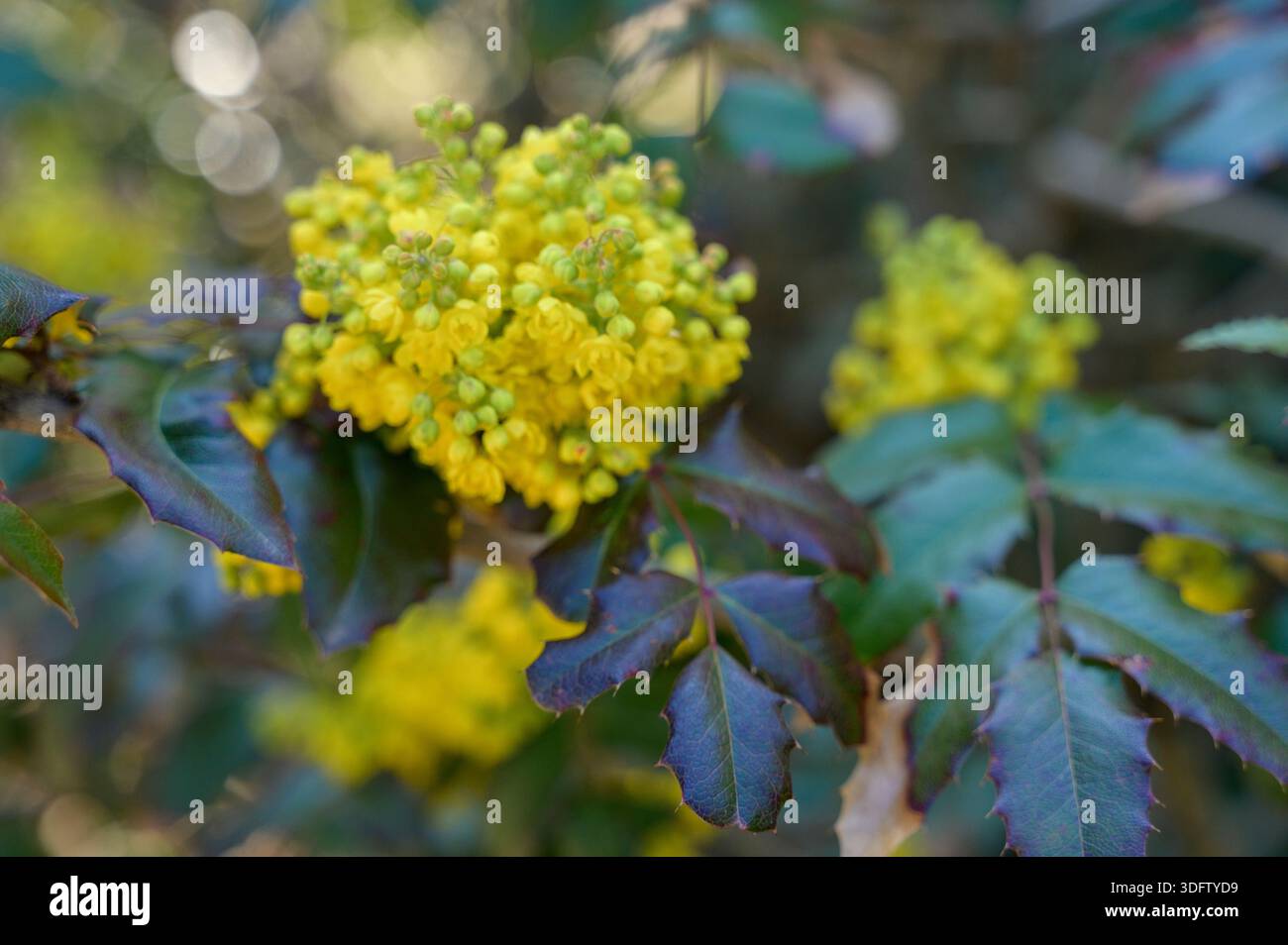 Les fleurs jaunes de Mahonia aquifolium fleurissent sur un arbuste au début du printemps. Concept de beauté botanique saisonnière, aménagement paysager de jardin naturel, et spr frais Banque D'Images