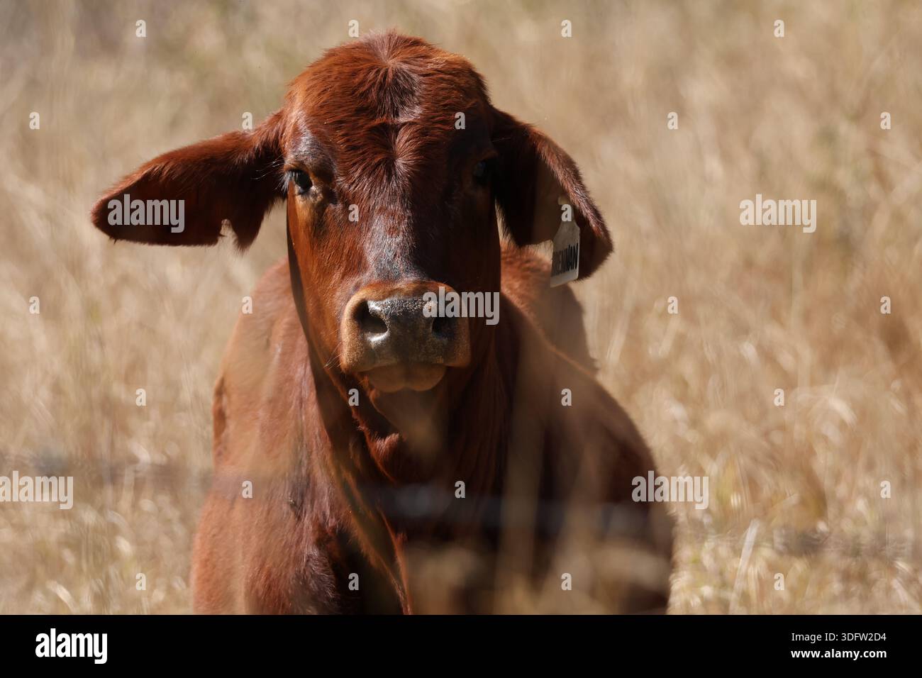 Son regard questionné rencontre la caméra alors qu'une vache seule se tient dans l'herbe brune sèche, capturant la curiosité, la résilience et la vie rurale tranquille. Banque D'Images