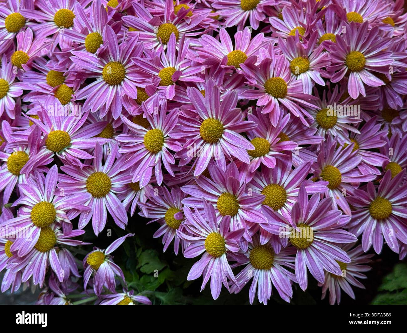 Jardin chrysanthemum morifolium mamans de jardin ou mamans robustes Banque D'Images