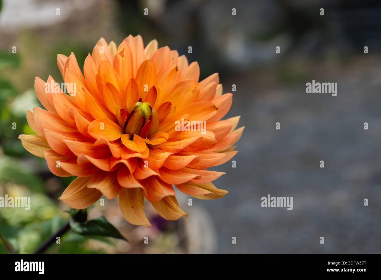 Un superbe dahlia orange entièrement fleuri met en valeur sa structure complexe de pétales sur un fond légèrement flou, soulignant sa beauté naturelle Banque D'Images