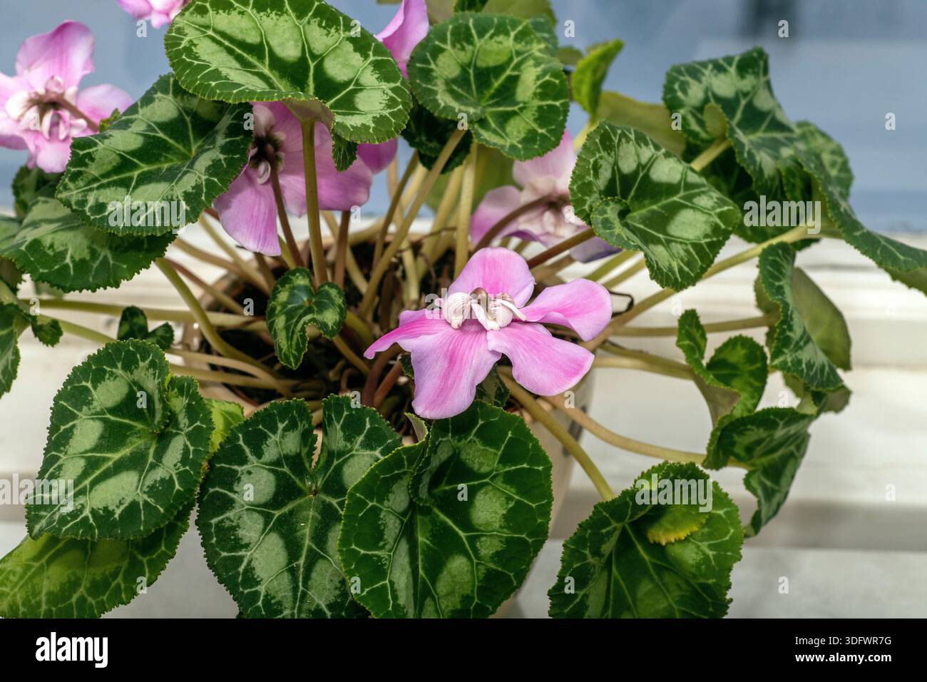Grand Cyclamen intérieur en pot avec des fleurs Banque D'Images
