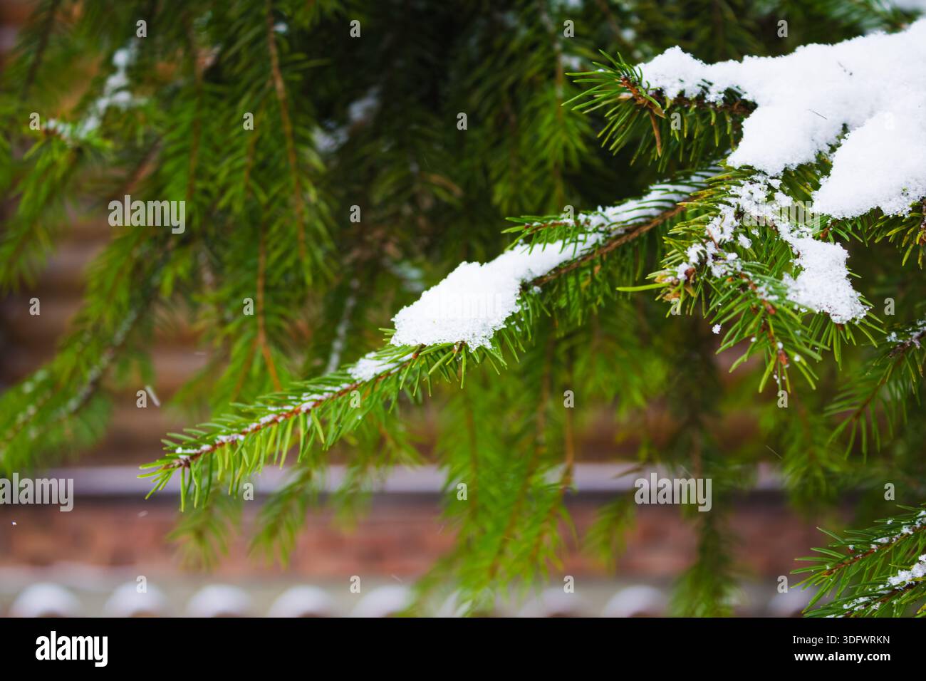 Arbre de Noël. Branches de pin écossais dans la neige. branches d'un conifère enneigé. gros plan. arbre dans la forêt d'hiver. arrière-plan naturel. spri Banque D'Images