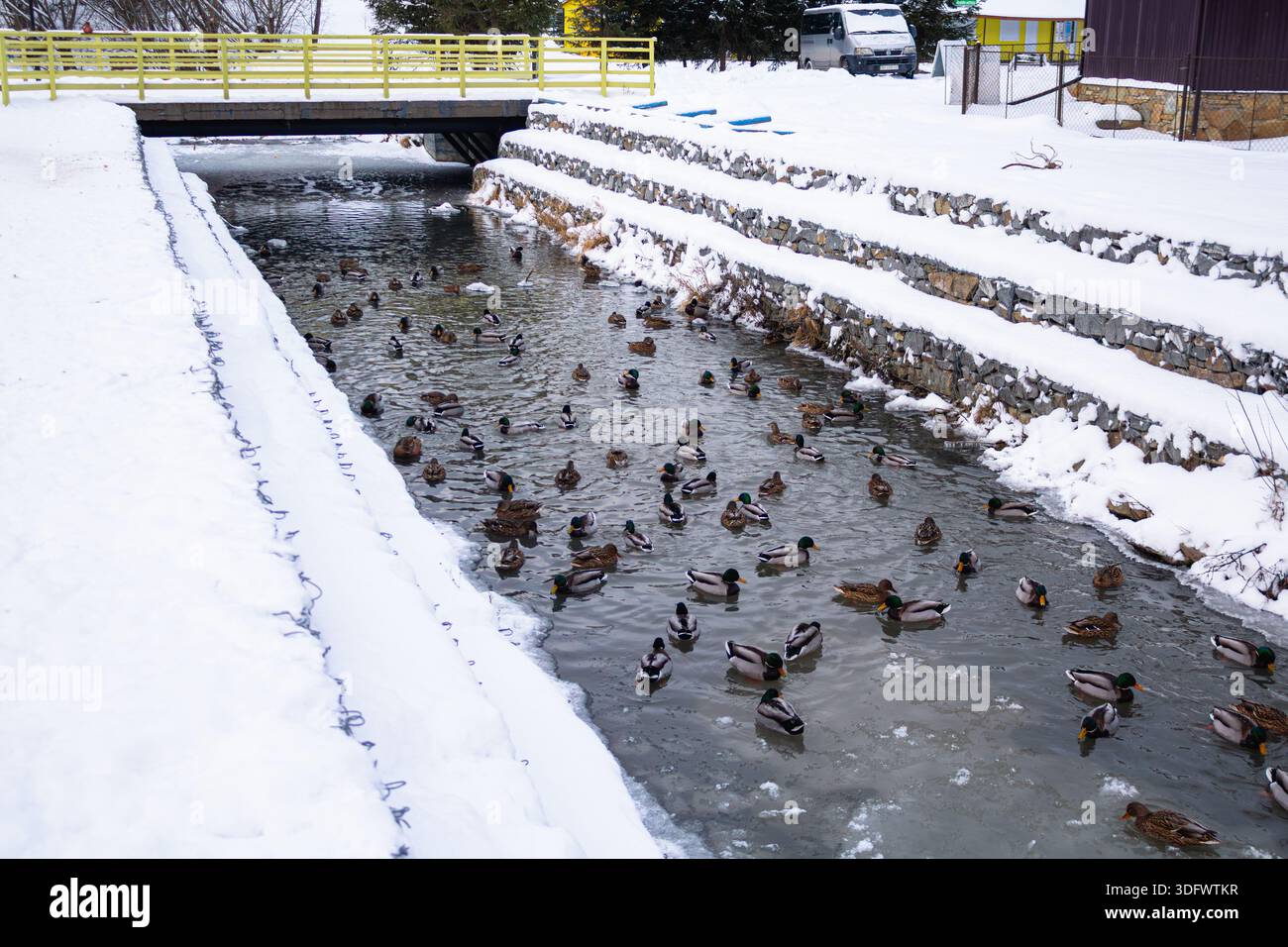 Canards en milieu urbain. Différents canards nagent sur l'eau Banque D'Images