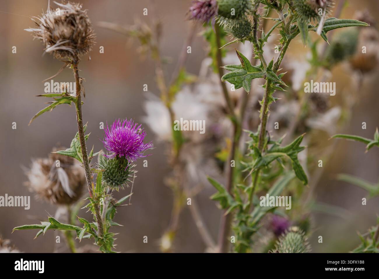 La belle fleur pourpre de chardon rampant connue sous le nom de mauvaises herbes dans le jardin, en Allemagne Banque D'Images