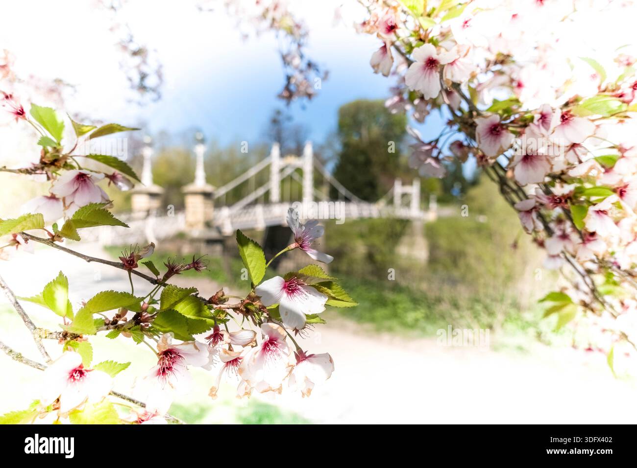 Victoria Foot Bridge Hereford a ouvert ses portes en 1898, avec Cherry Blossom boarder, Herefordshire Angleterre, Royaume-Uni. Avril 2025 Banque D'Images