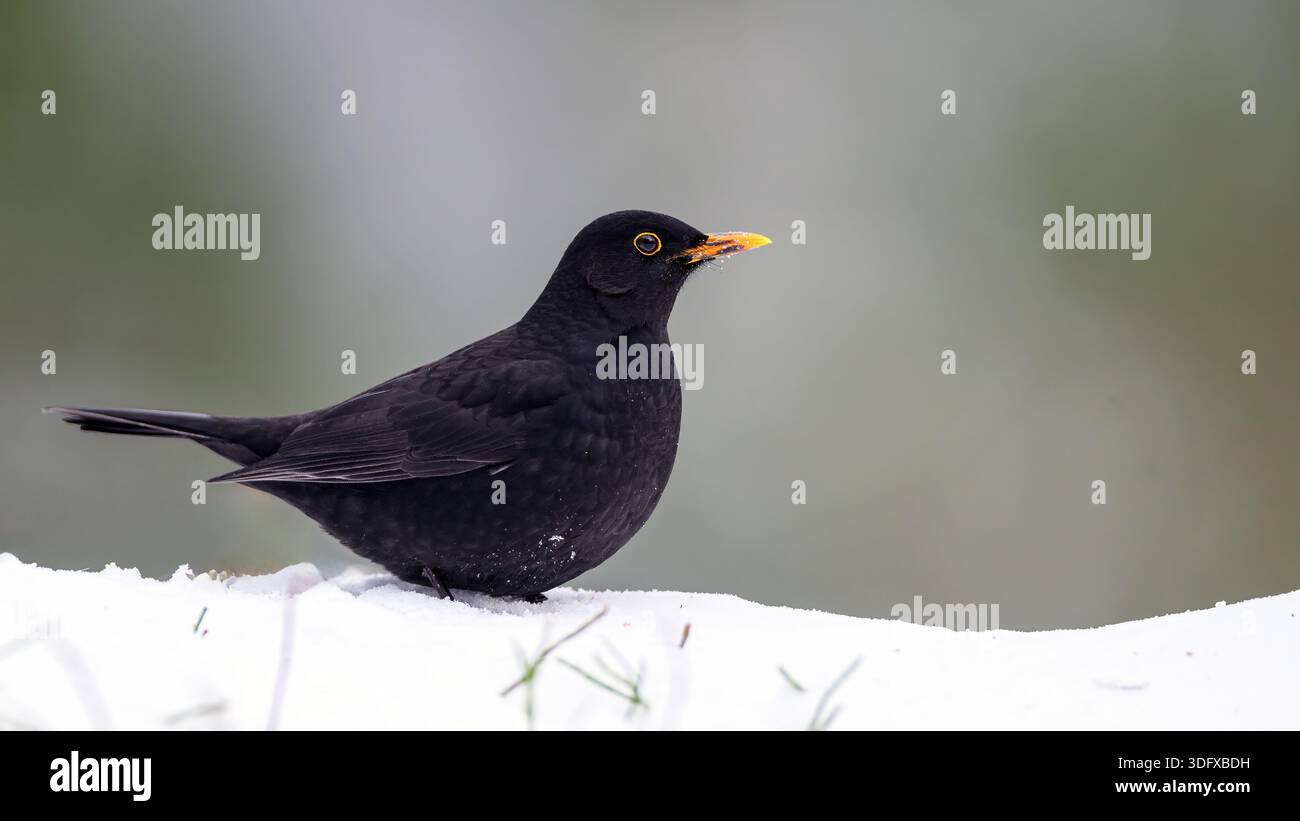 Le mâle du merard noir commun (Turdus merula) de Marnardal, dans le sud de la Norvège, en janvier. Banque D'Images