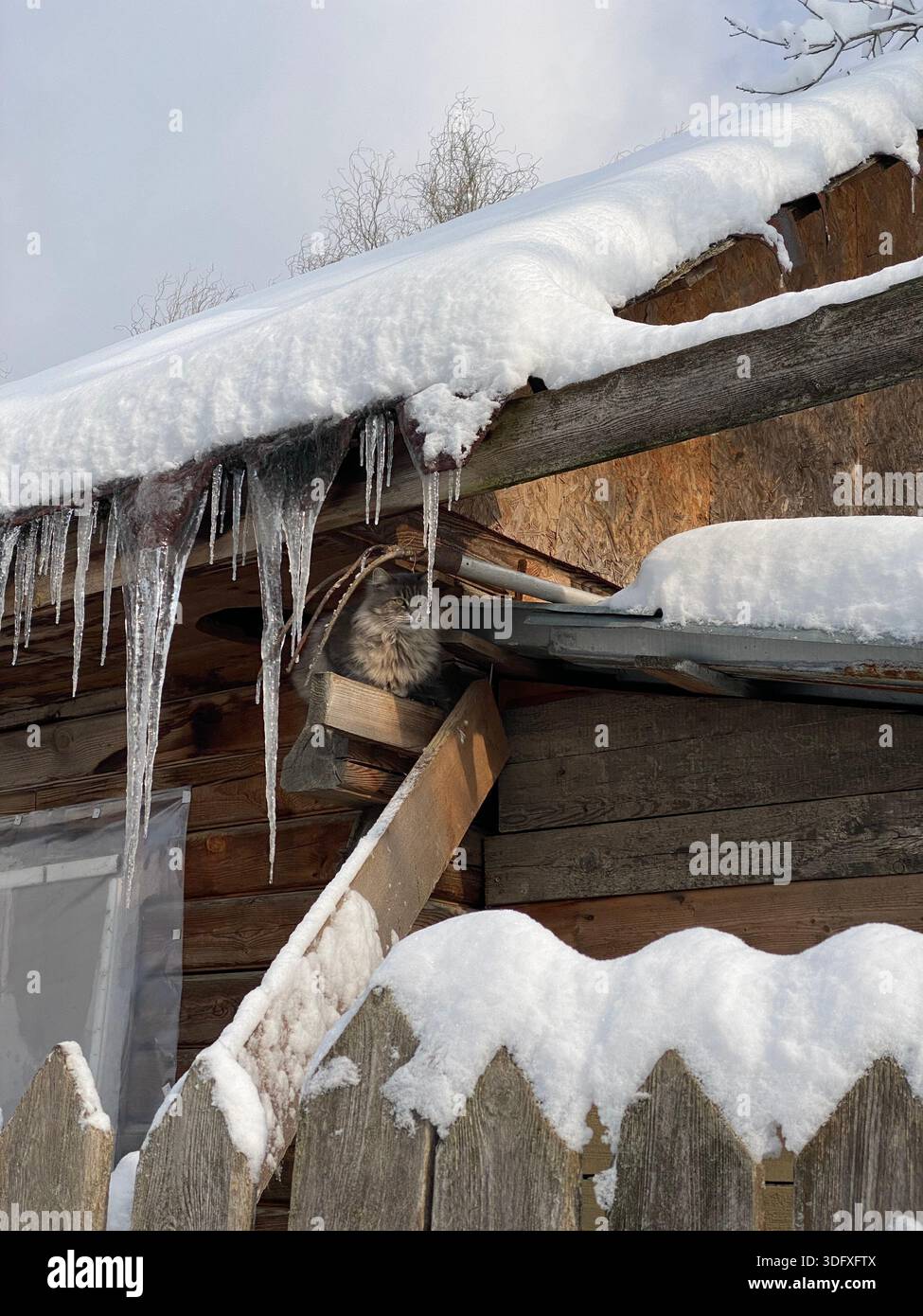 Chat tabby moelleux assis sous de longs glaçons sur un hangar en bois recouvert de neige, scène hivernale confortable avec des détails rustiques et une atmosphère de temps froid. Banque D'Images