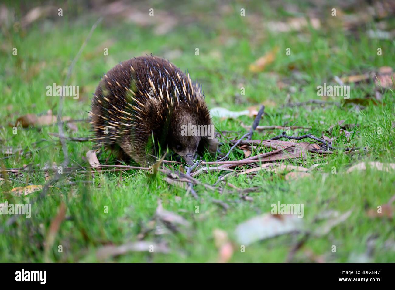 Un échidna à bec court (Tachyglossus aculeatus), également connu sous le nom d'échidna à nez court ou échidna commun à la recherche de nourriture en Australie. Banque D'Images
