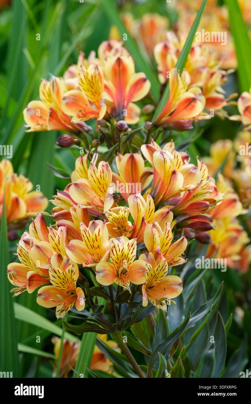 Alstroemeria Summer Breeze, Peruvian Lily Summer Breeze, mi-vert, feuilles en forme de lance, grappes de fleurs jaunes, pêches et oranges en forme d'entonnoir, Banque D'Images