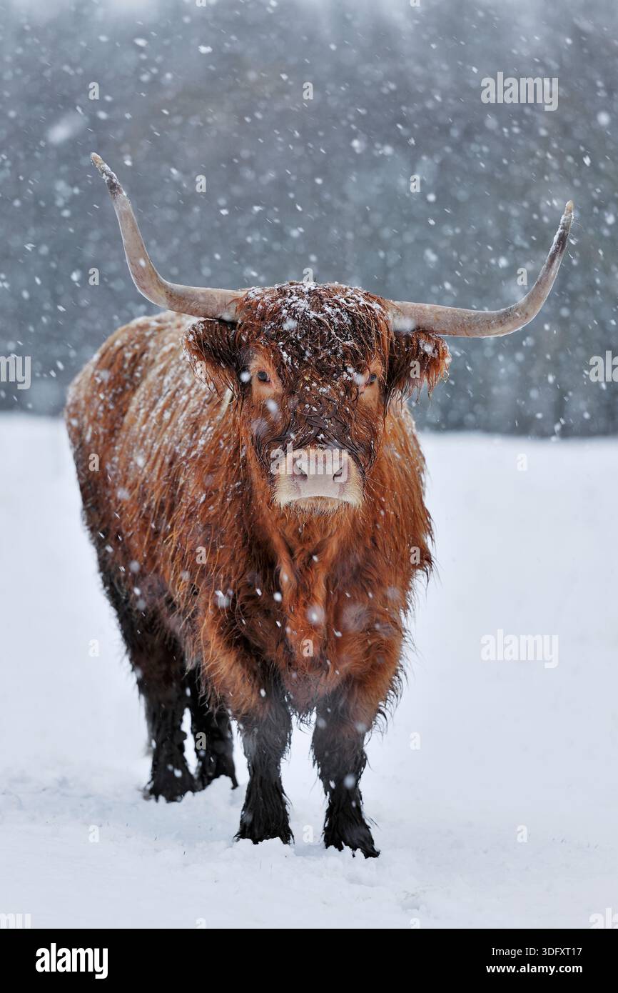 Highland Cow (Bos taurus) femelle dans une douche à neige, Berwickshire, Scottish Borders, Écosse, novembre 2010 Banque D'Images