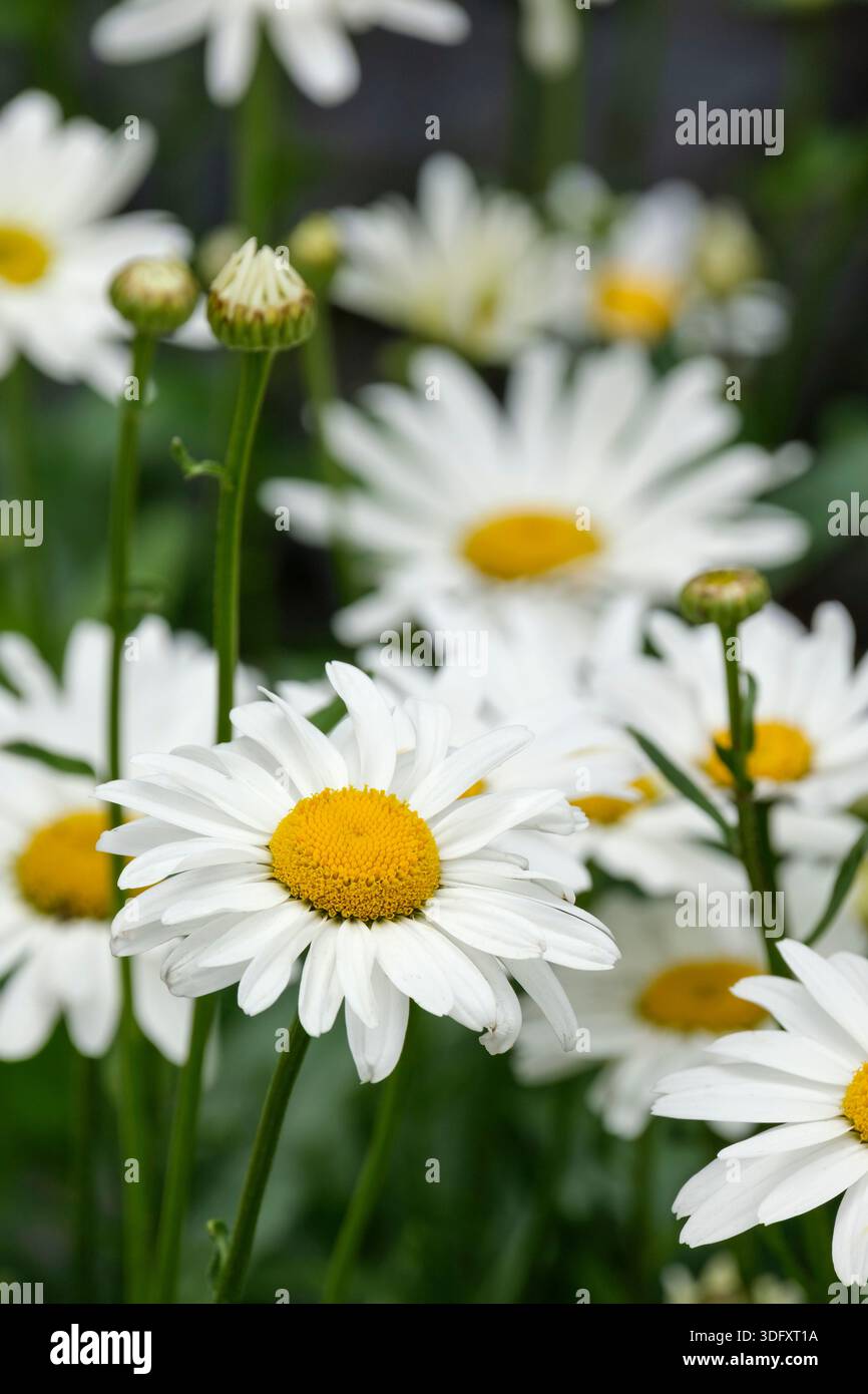 Leucanthemum × superbum Snowcap, Shasta Daisy Snowcap, vert foncé, denté, feuilles en forme de lance, fleurs blanches simples avec centres jaunes, Banque D'Images