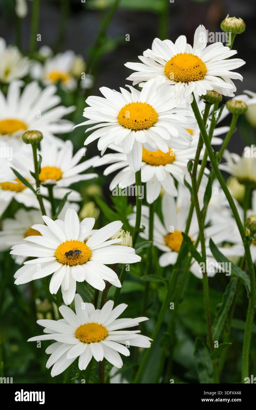 Leucanthemum × superbum Snowcap, Shasta Daisy Snowcap, vert foncé, denté, feuilles en forme de lance, fleurs blanches simples avec centres jaunes, Banque D'Images