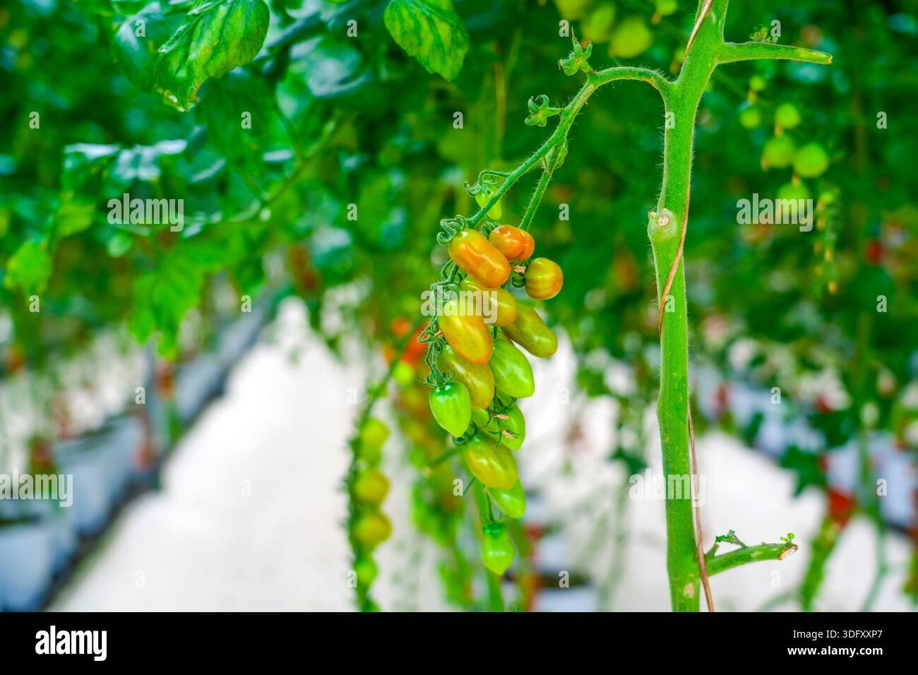 Des grappes de tomates à divers stades de maturité sont suspendues à des vignes vertes dans une serre hydroponique. La verdure luxuriante entoure les plantes, in Banque D'Images