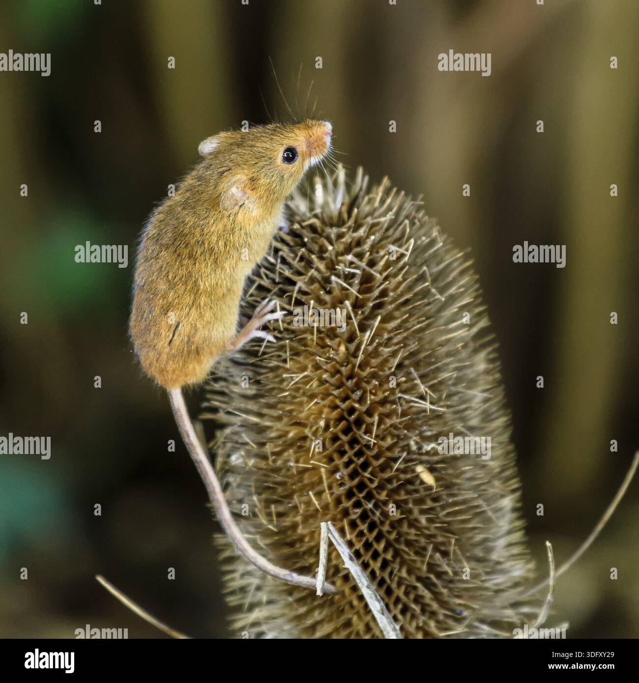 Harvest Mouse (Micromys minutus) Berkshire UK Banque D'Images