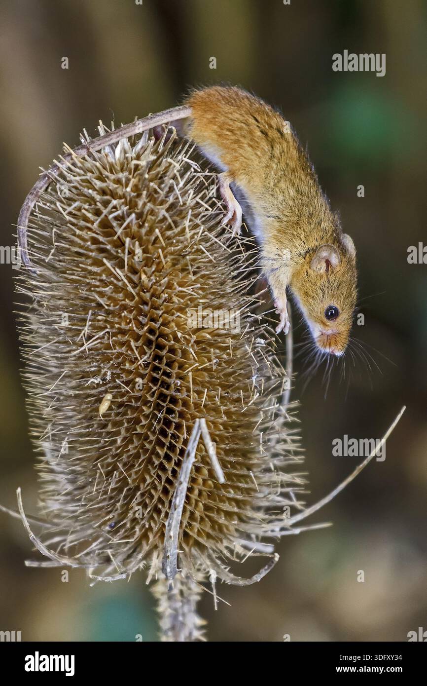 Harvest Mouse (Micromys minutus) Berkshire UK Banque D'Images