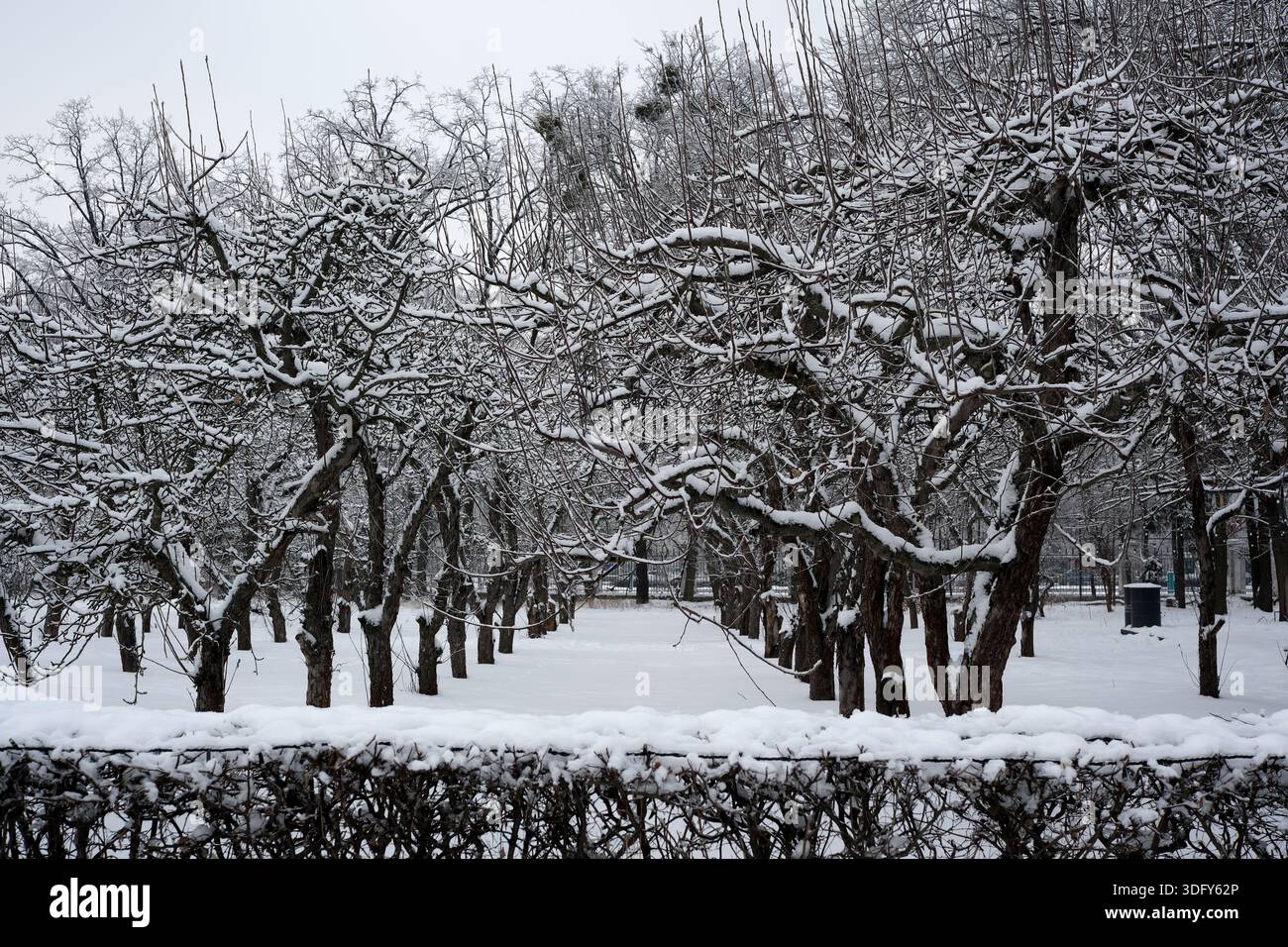 La neige recouvre le paisible verger, transformant les arbres en sculptures givrées. Banque D'Images