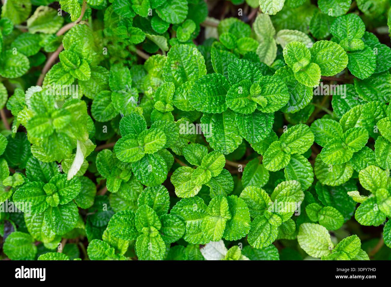 Vue de dessus de la plante de menthe poivrée avec texture de feuilles vertes et fraîcheur pour plantes biologiques naturelles Banque D'Images