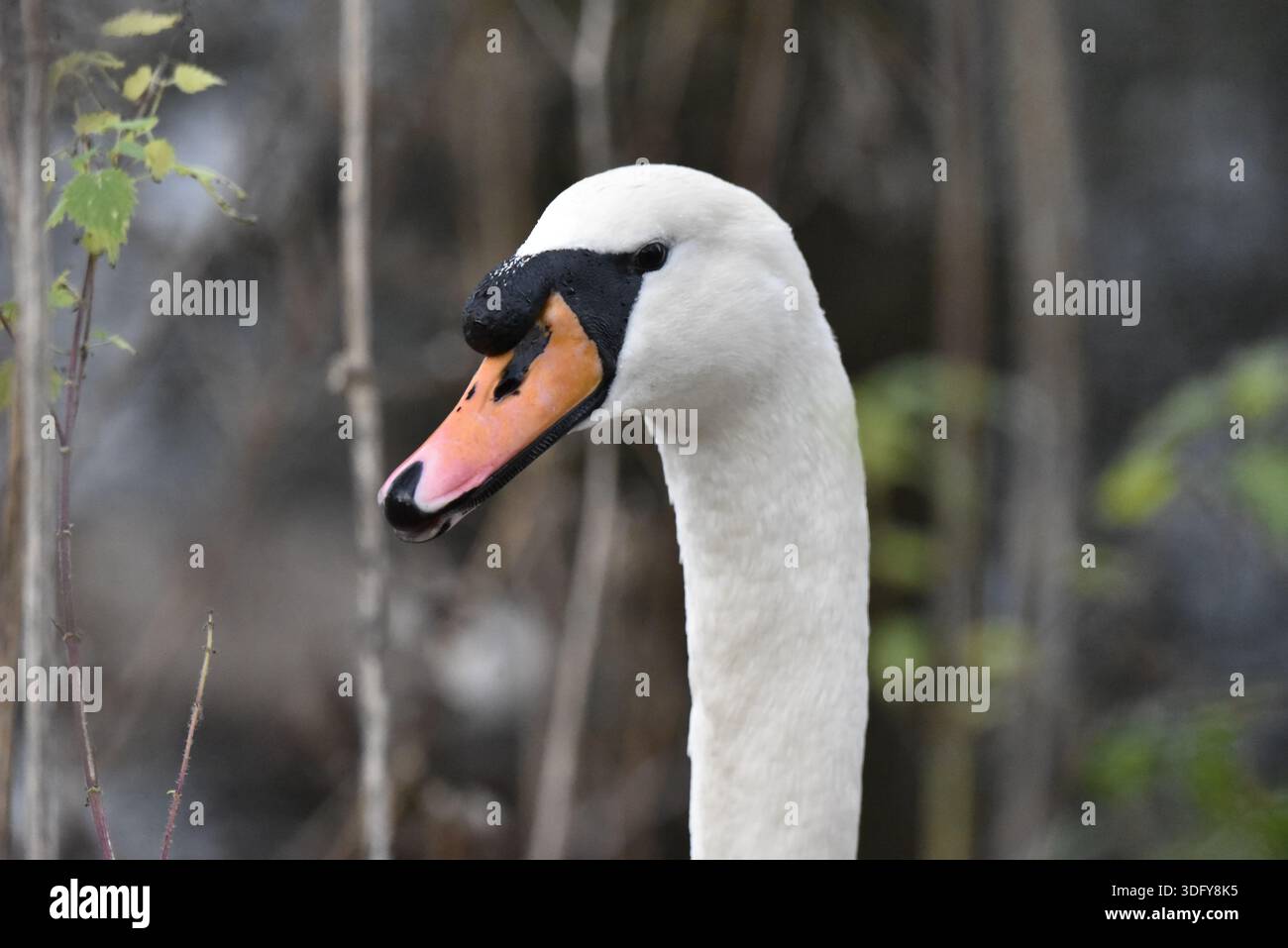 Gros plan tête et cou Portrait d'un cygne muet (Cygnus olor) dans profil gauche, regardant en bas à gauche de l'image, sur fond de brindilles, prise au Royaume-Uni Banque D'Images