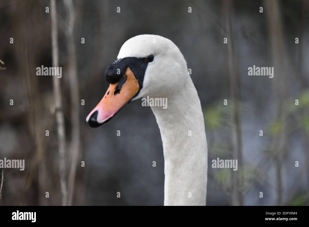 Portrait de la tête et du cou du cygne muet adulte (Cygnus olor) avec la tête tournée en bas à gauche de l'image, sur fond de forêt, prise en hiver, Royaume-Uni Banque D'Images