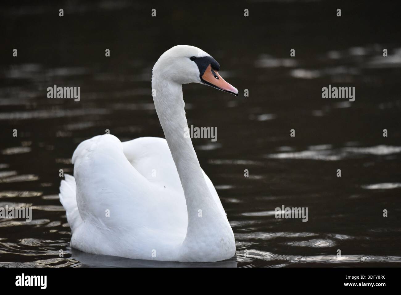 Gros plan d'un cygne muet adulte (Cygnus olor) nageant vers la caméra avec des ailes surélevées comme une voile et une tête dans le profil droit, prise sur UK Lake Banque D'Images